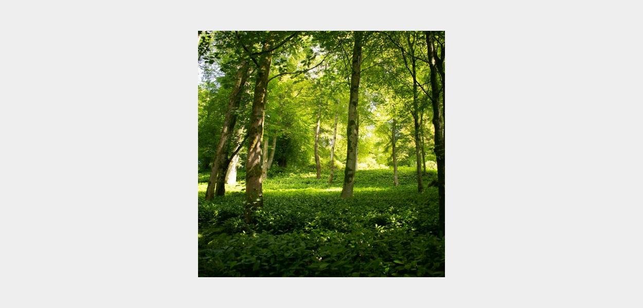 leave the trees please 480x480 