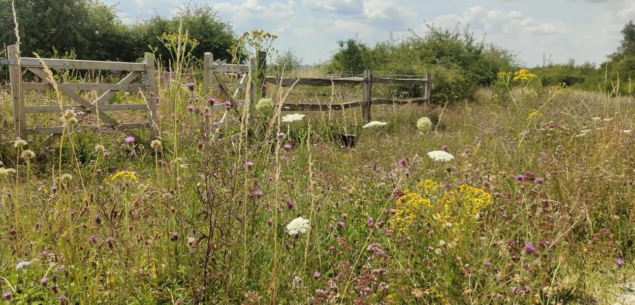 T&S West by pond (1) 